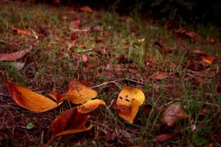 �摜(320x213)�E�g��摜(450x300)