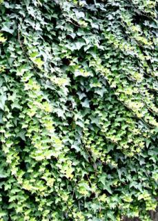 �摜(229x320)�E�g��摜(300x418)