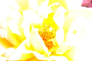 �摜(320x213)�E�g��摜(450x300)