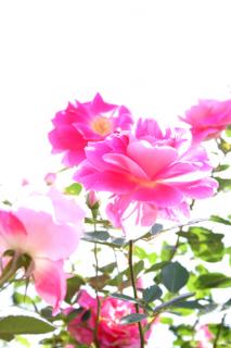 �摜(213x320)�E�g��摜(330x495)