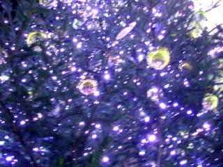 �摜(320x240)�E�g��摜(450x338)