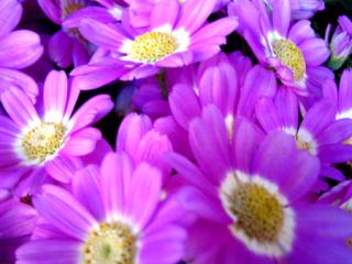 �摜(320x240)�E�g��摜(450x338)