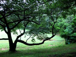 �摜(320x240)�E�g��摜(400x300)