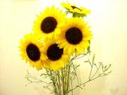 �摜(180x135)�E�g��摜(320x240)