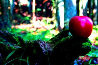 �摜(320x213)�E�g��摜(450x300)