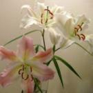 �摜(135x135)�E�g��摜(480x480)