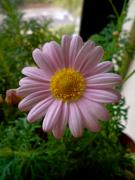 �摜(135x180)�E�g��摜(480x640)