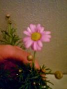 �摜(135x180)�E�g��摜(240x320)