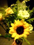 �摜(135x180)�E�g��摜(240x320)