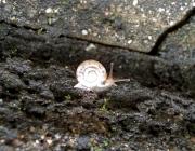 �摜(180x140)�E�g��摜(615x480)