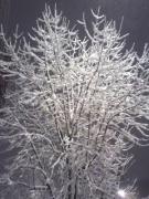 �摜(135x180)�E�g��摜(240x320)