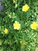 �摜(135x180)�E�g��摜(240x320)