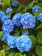 �摜(135x180)�E�g��摜(240x320)