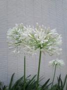 �摜(135x180)�E�g��摜(240x320)