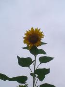 �摜(135x180)�E�g��摜(480x640)