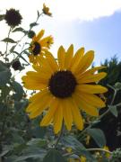 �摜(135x180)�E�g��摜(480x640)