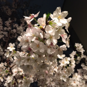 �摜(180x180)�E�g��摜(320x320)