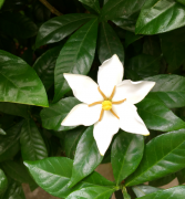 �摜(167x180)�E�g��摜(595x640)