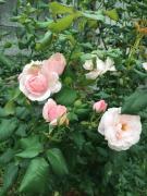 �摜(135x180)�E�g��摜(480x640)