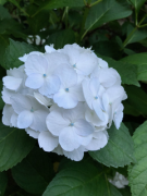 �摜(135x180)�E�g��摜(240x320)