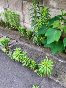 �摜(135x180)�E�g��摜(240x320)