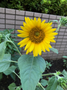 �摜(135x180)�E�g��摜(480x640)