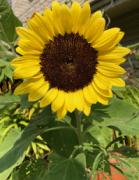 �摜(139x180)�E�g��摜(199x256)