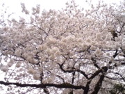 今年の桜