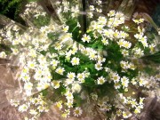 白とグリーン、美しい^^