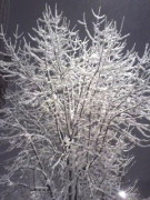 昨夜の雪