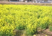 菜の花