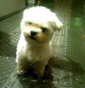 出会ったワンコ