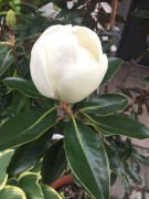 ヒメタイサンボク