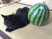 ネコとスイカ