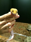 ヒョウモントカゲモドキ